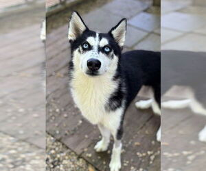 Siberian Husky Dogs for adoption in Matawan, NJ, USA