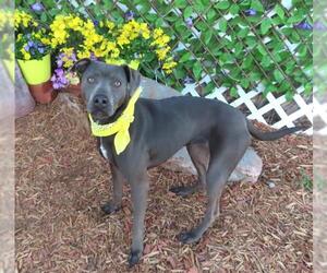 American Pit Bull Terrier-Unknown Mix Dogs for adoption in Oklahoma City, OK, USA