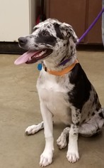 American Pit Bull Terrier-Australian Shepherd Mix Dogs for adoption in Amarillo, TX, USA