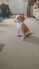 Medium Photo #1 Beagle Puppy For Sale in charleston, SC, USA