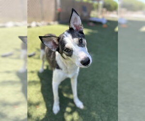 Siberian Husky-Unknown Mix Dogs for adoption in Chula Vista, CA, USA