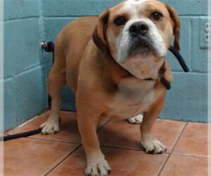 Beabull Dogs for adoption in Downey, CA, USA