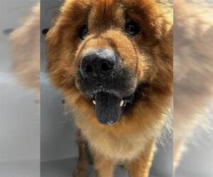 Chow Chow Dogs for adoption in Houston, TX, USA