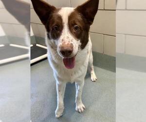 Border Collie-Unknown Mix Dogs for adoption in Baytown, TX, USA