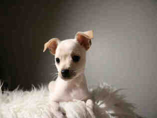 Medium Photo #1 Chihuahua Puppy For Sale in Fort Walton Beach, FL, USA