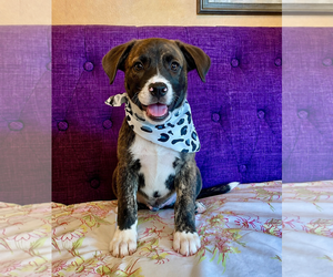 Mutt Dogs for adoption in Rockaway, NJ, USA