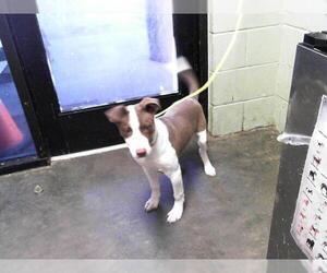 Labrador Retriever-Unknown Mix Dogs for adoption in Tulsa, OK, USA