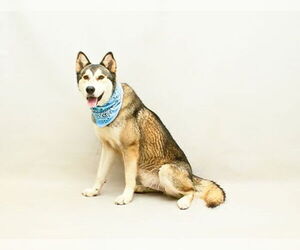 Alaskan Malamute-Unknown Mix Dogs for adoption in Sanford, FL, USA