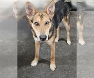 Mutt Dogs for adoption in Omaha, NE, USA