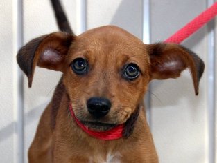 Medium Photo #1 Dachshund-Unknown Mix Puppy For Sale in Yardley, PA, USA