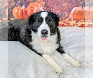 Australian Shepherd Dogs for adoption in Vail, AZ, USA