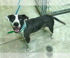 American Bulldog Dogs for adoption in Green Cove Springs, FL, USA