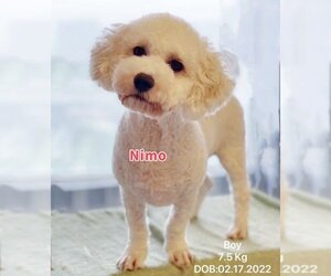 Medium Photo #1 Poodle (Miniature) Puppy For Sale in West Hollywood, CA, USA