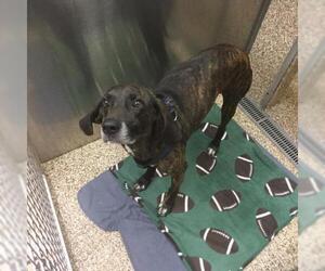 Plott Hound Dogs for adoption in Martinsburg, WV, USA