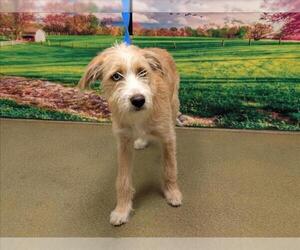 Mutt Dogs for adoption in Moreno Valley, CA, USA