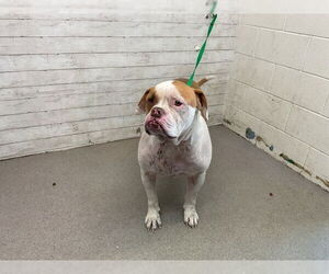 American Bulldog-Unknown Mix Dogs for adoption in San Bernardino, CA, USA