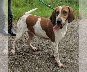 English Coonhound Dogs for adoption in Dickson, TN, USA