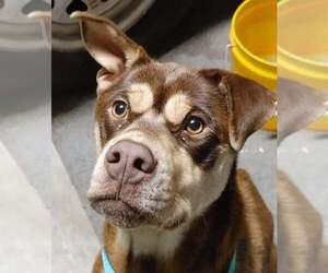 Siberian Husky-Staffordshire Bull Terrier Mix Dogs for adoption in Bellevue, WA, USA