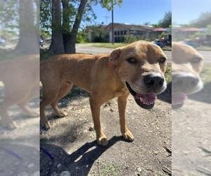 Black Mouth Cur Dogs for adoption in San Antonio, TX, USA