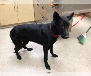 German Shepherd Dog Dogs for adoption in Riverside, CA, USA