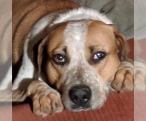 American Bulldog Dogs for adoption in Opelika, AL, USA