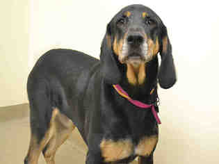 Black and Tan Coonhound Dogs for adoption in Aurora, CO, USA