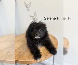 Pomeranian-Unknown Mix Dogs for adoption in Studio City, CA, USA