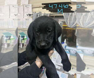 Labrador Retriever-Unknown Mix Dogs for adoption in Foristell, MO, USA