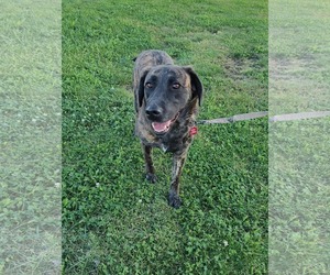 Mutt Dogs for adoption in St. Louis Park, MN, USA