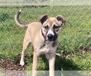 American Pit Bull Terrier-German Shepherd Dog Mix Dogs for adoption in McKinleyville, CA, USA