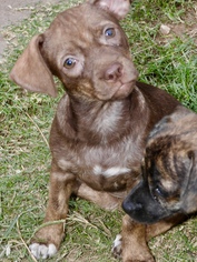 Chiweenie Dogs for adoption in Prague, OK, USA