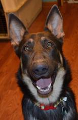 German Shepherd Dog Dogs for adoption in Clarkston, MI, USA