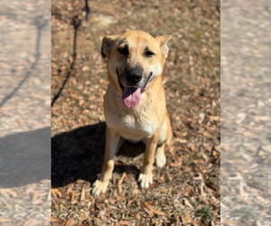 Golden Shepherd Dogs for adoption in Attalka, AL, USA