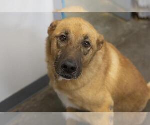 Mutt Dogs for adoption in Mountain Home, AR, USA