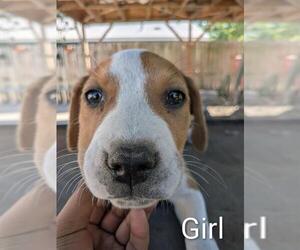 American Staffordshire Terrier-Unknown Mix Dogs for adoption in San Antonio, TX, USA