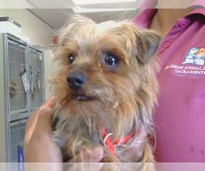 Mutt Dogs for adoption in Sacramento, CA, USA