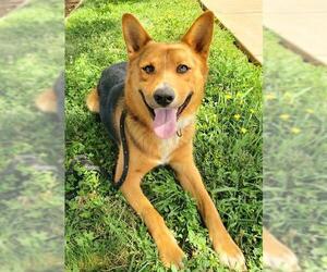 German Shepherd Dog-Unknown Mix Dogs for adoption in Sacramento, CA, USA