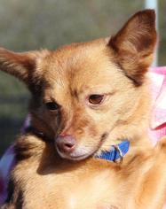 Chiranian Dogs for adoption in Grass Valley, CA, USA