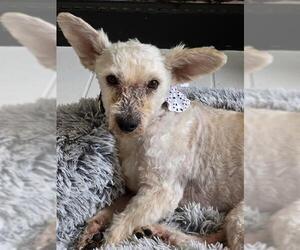 Mutt Dogs for adoption in San Antonio, TX, USA