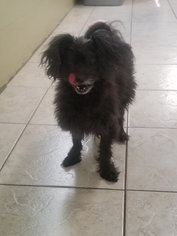 Poodle (Toy)-Unknown Mix Dogs for adoption in Ruskin, FL, USA