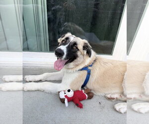 Anatolian Shepherd-Australian Shepherd Mix Dogs for adoption in The Woodlands, TX, USA