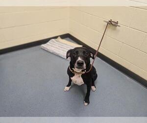 Labrador Retriever-Unknown Mix Dogs for adoption in Denver, CO, USA