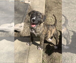 American Staffordshire Terrier-Unknown Mix Dogs for adoption in Fenton, MO, USA