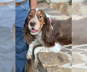 English Springer Spaniel-Unknown Mix Dogs for adoption in Wakefield, RI, USA