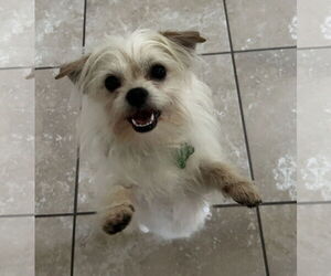 ShiChi Dogs for adoption in Valrico, FL, USA
