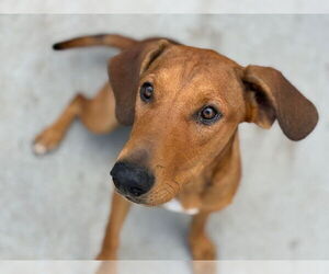 American Pit Bull Terrier-Black and Tan Coonhound Mix Dogs for adoption in Tulsa, OK, USA
