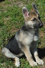German Shepherd Dog Dogs for adoption in Commerce, GA, USA