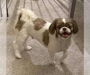 Shih Tzu Dogs for adoption in Gulfport, MI, USA