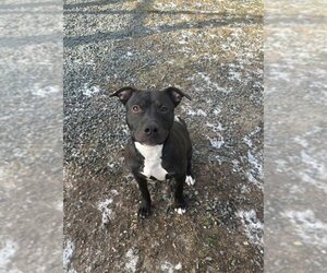 American Pit Bull Terrier Dogs for adoption in Brewster, MA, USA