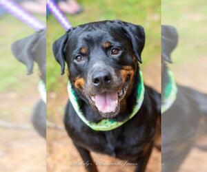 Rottweiler Dogs for adoption in north little rock, AR, USA